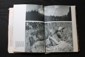 náhled knihy - 