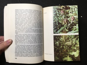 náhled knihy - Pěstování a použití méně známých zelenin