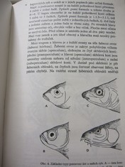 náhled knihy - 