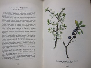 náhled knihy - 