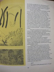 náhled knihy - 