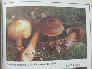 náhled knihy - 