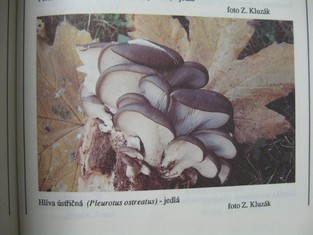 náhled knihy - 