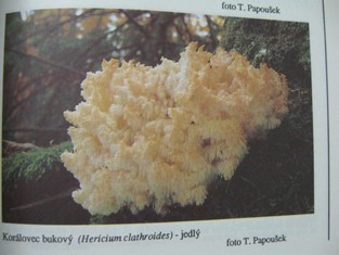 náhled knihy - 