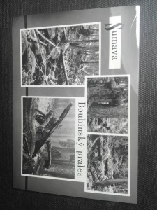 náhled knihy - Šumava - Boubínský prales