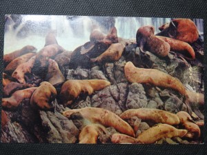 náhled knihy - Sea Lions on the Pacific Coast