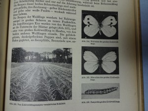 náhled knihy - 