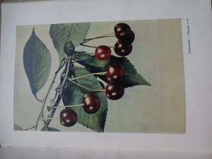 náhled knihy - Třešně, višně a sladkovišně