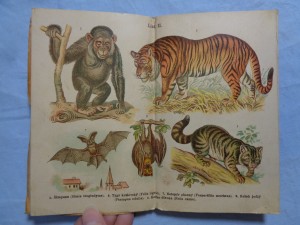 náhled knihy - Kapesní atlas ssavců