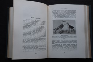 náhled knihy - 