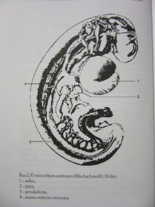 náhled knihy - 