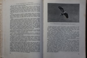 náhled knihy - 