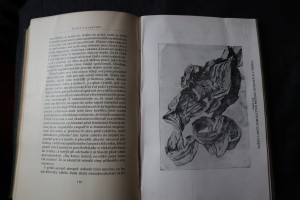 náhled knihy - Hrobka Tut-anch-amonova objevená zemřelým Earlem z Carnarvonu a Howardem Carterem. Svazek I.