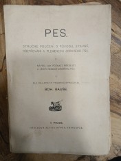 náhled knihy - Pes : stručné poučení o původu, stavbě, ošetřování a plemenech zdravého psa ...