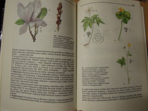 náhled knihy - 
