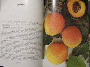 náhled knihy - 