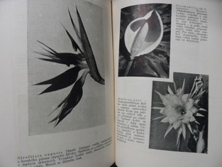 náhled knihy - 
