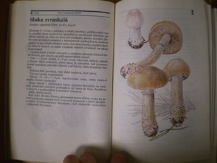 náhled knihy - 